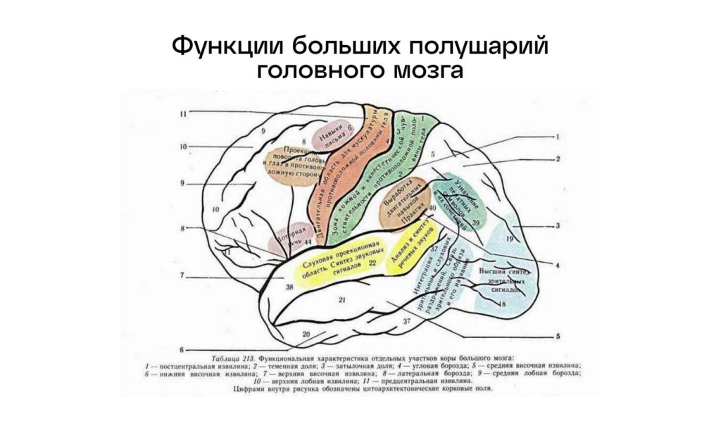 Функции больших полушарий головного мозга